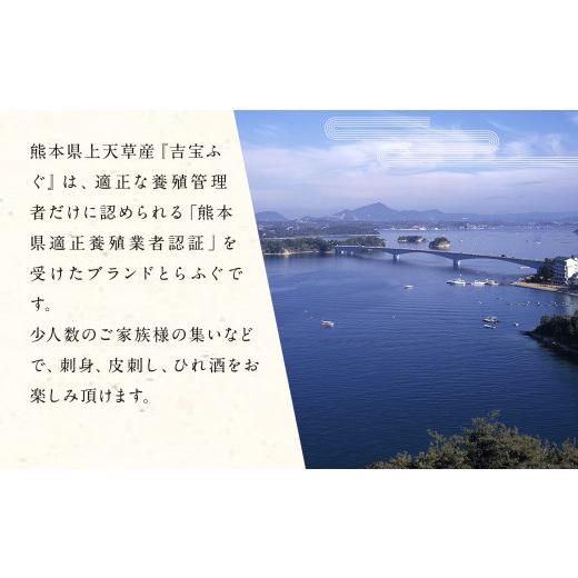 ふるさと納税 フグ 熊本県 上天草市  3ヶ月定期便 国産養殖 とらふぐ簡単調理で味わえるセット 吉宝ふぐ 1.3kg×3回 ふぐ 河豚 フグ とらふぐ トラフグ 鍋 ふ…_6
