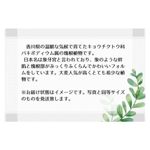 ふるさと納税 香川県 坂出市 パキポディウムグラキリス実生株 1本｜furusatochoice｜03