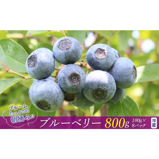 ふるさと納税 果物類 千葉県 富津市 ブルームたっぷり 朝摘みブルーベリー800g(冷蔵) 7月発送分 ブルーベリー ベリー 果物 フルーツ 冷蔵 旬 期間限定 季…