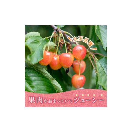 ふるさと納税 北海道 仁木町 北海道 仁木町産 さくらんぼ 南陽 400g×2P Lサイズ  サクランボ 果物 フルーツ チェリー｜furusatochoice｜03