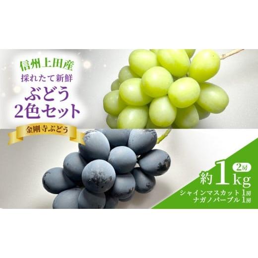 ふるさと納税 果物類 ぶどう 長野県 上田市 シャインマスカット ナガノパープル 信州上田産金剛寺ぶどう 約1kg 2房 詰め合わせ シャインマスカット ナガノパー…