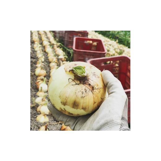 ふるさと納税 野菜類 玉ねぎ 和歌山県 かつらぎ町  2026年発送分・先行予約 訳あり・ご家庭用 農家さん直送 低農薬玉ねぎ 約4kg S〜2L混合 2026年4月中旬〜…の画像