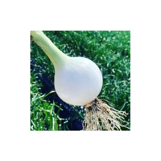 ふるさと納税 野菜類 玉ねぎ 和歌山県 かつらぎ町  2026年発送分・先行予約 訳あり・ご家庭用 農家さん直送 低農薬玉ねぎ 約4kg S〜2L混合 2026年4月中旬〜…の画像