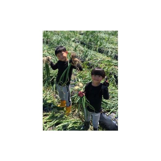 ふるさと納税 野菜類 玉ねぎ 和歌山県 かつらぎ町  2026年発送分・先行予約 訳あり・ご家庭用 農家さん直送 低農薬玉ねぎ 約4kg S〜2L混合 2026年4月中旬〜…の画像