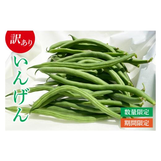 ふるさと納税 豆類 茨城県 鹿嶋市 いんげん 訳あり 約2kg 5月下旬頃〜7月末頃発送 豆 いんげん豆 数量限定 期間限定 サラダ 野菜 胡麻和え 食物繊維 訳あり野…