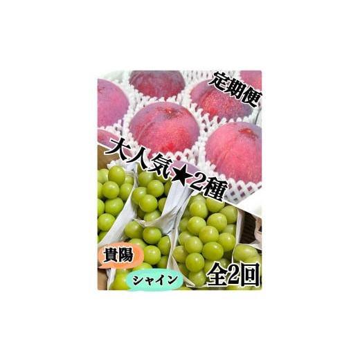 ふるさと納税 果物類 山梨県 甲州市 定期便 必見 人気の2種 1回目 貴陽 2回目 シャインマスカット 2026年発送 (ISI)D-156 すもも 桃 シャインマスカット ぶ…