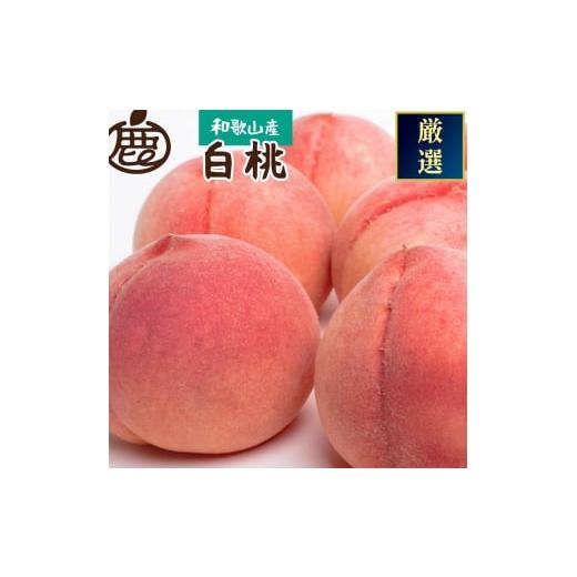 ふるさと納税 もも 和歌山県 美浜町 白桃 約1.5kg(5〜7玉)和歌山県産 厳選 化粧箱入り | 白鳳・清水白桃・川中島・もも・はくとう 化粧箱入り 北海道・沖縄…