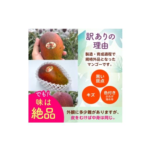 ふるさと納税 マンゴー 沖縄県 西原町  2026年6月から順次発送・訳あり アップルマンゴー1.5kg(3〜6玉)_ マンゴー フルーツ 果物 くだもの アップルマンゴー …_3