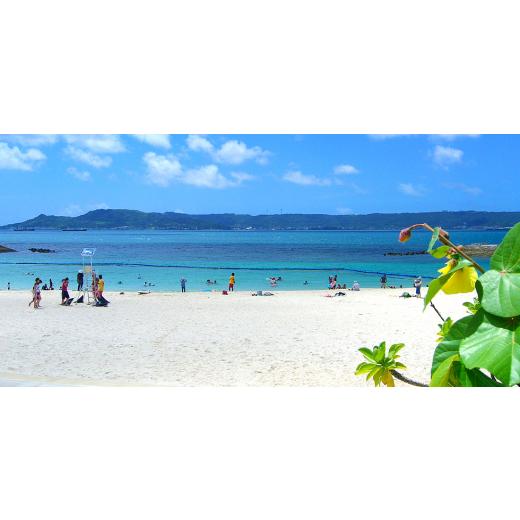 ふるさと納税 マンゴー 沖縄県 西原町  2026年6月から順次発送・訳あり アップルマンゴー1.5kg(3〜6玉)_ マンゴー フルーツ 果物 くだもの アップルマンゴー …_5