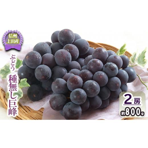 ふるさと納税 ぶどう 巨峰 長野県 上田市 巨峰 信州上田産 種なし巨峰 約800g 2房 ぶどう 葡萄 ブドウ 種なし 800g 果物 くだもの フルーツ デザート 旬の果物…