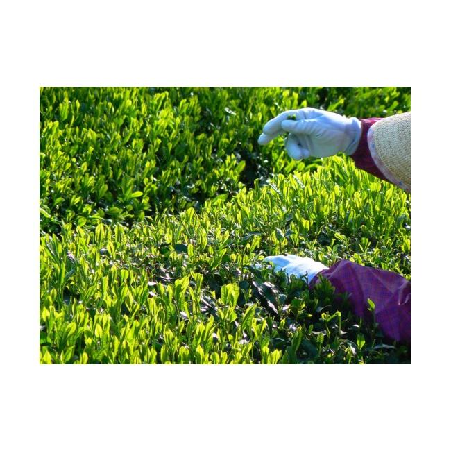 ふるさと納税 お茶類 三重県 多気町 KH-08無農薬栽培 伊勢茶一番茶有機ほうじ茶1kg（10袋）セットの画像
