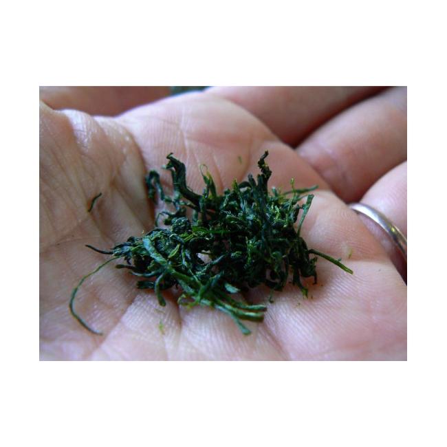 ふるさと納税 お茶類 三重県 多気町 KH-08無農薬栽培 伊勢茶一番茶有機ほうじ茶1kg（10袋）セットの画像