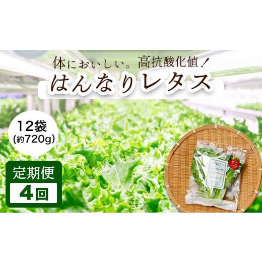 ふるさと納税 野菜類 京都府 舞鶴市 定期便 みらい乃野菜 はんなりレタス 12袋 720g 4回 40,000円 定期便4回 はんなりレタス12袋×4回 40,000円
