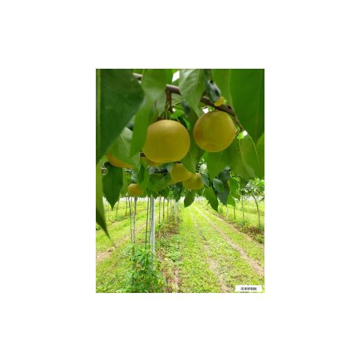 ふるさと納税 梨 栃木県 大田原市 深澤生り物園さんの梨差し上げ物［幸水］2.5kg 8〜9月頃送りとどける