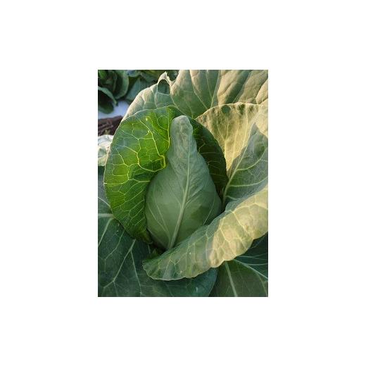 ふるさと納税 野菜類 長野県 中川村 農園直送 はっぱ屋のみさきキャベツ