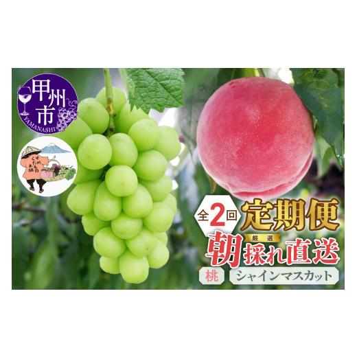 ふるさと納税 もも 山梨県 甲州市 定期便 厳選 朝採れ直送フルーツ2回定期便「桃・シャインマスカット」 2026年発送 (KKH)C2-490 桃・シャインマスカット