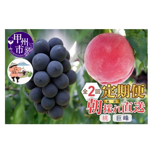 ふるさと納税 もも 山梨県 甲州市 定期便 厳選 朝採れ直送フルーツ2回定期便「桃・巨峰」 2026年発送 (KKH)C2-491 桃・巨峰