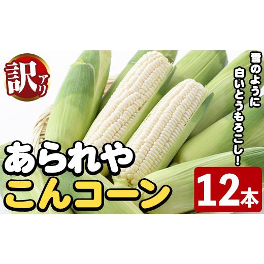 ふるさと納税 とうもろこし 鹿児島県 阿久根市 先行予約受付中 2026年6月中旬以降順次発送予定 訳あり 白いとうもろこし「あられやこんコーン」(12本) 国産 …