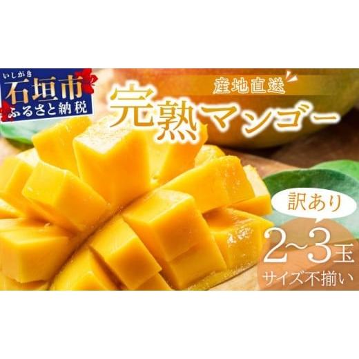 ふるさと納税 マンゴー 沖縄県 石垣市 先行予約 訳あり マンゴー サイズ不揃い 2〜3玉 (約1kg) 2026年7月上旬から発送 訳あり品 マンゴー KP-26 2〜3玉(1kg)…