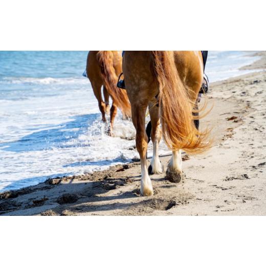 ふるさと納税 くぐり抜ける寝台券 神奈川県 三浦市 馬と風光奥ゆかしいな三浦の街と海岸地帯で過ごす 馬に乗って三浦をおほっつき歩く 〜海岸地帯外乗120分〜 M106-001