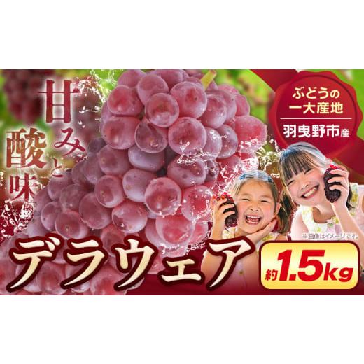 ふるさと納税 ぶどう 大阪府 羽曳野市 デラウェア 2026年先行予約 デラウェア 約1.5kg[7月上旬-8月中旬頃出荷]デラウェア ぶどう 葡萄 ブドウ デラウェア デ…