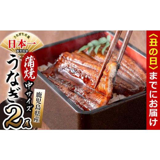 ふるさと納税 うなぎ 鹿児島県 志布志市 丑の日までに配送 鹿児島県産 伊崎田のうなぎ蒲焼 中 150g以上 × 2尾(計300g以上) a5-223-us 丑の日配送 2026年7月1…