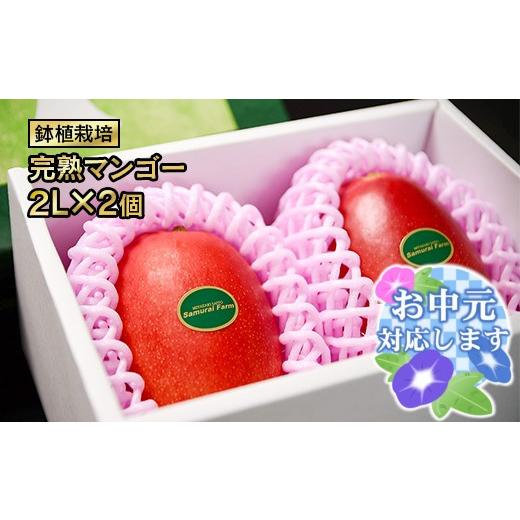 ふるさと納税 マンゴー 宮崎県 西都市 お中元ギフト 鉢植栽培 西都産完熟マンゴー 2L×2個 宮崎県西都産 サムライファーム 宮崎マンゴー 果物 フルーツ 甘い …