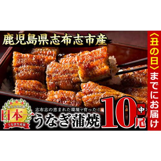 ふるさと納税 うなぎ 鹿児島県 志布志市 丑の日までに配送 うなぎの大楠 中 10尾セット計1.3kg(130g×10) e9-001-us 丑の日配送 10尾セット計1.3kg(130g×10)…