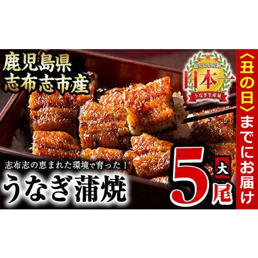 ふるさと納税 うなぎ 鹿児島県 志布志市 丑の日までに配送 うなぎの大楠 大 5尾セット計750g(150g×5) c4-009-us 丑の日配送 2026年7月1日〜26日の期間中に配…