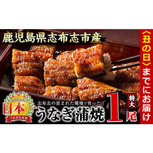 ふるさと納税 うなぎ 鹿児島県 志布志市 丑の日までに配送 うなぎの大楠 特大 1尾170g a1-104-us 丑の日配送 1尾170g 2026年7月1日〜26日の期間中に配送