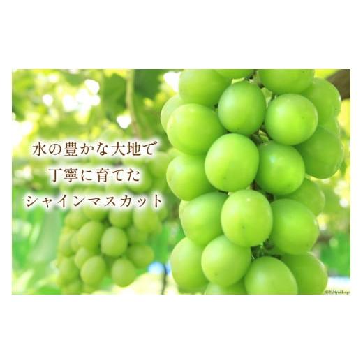 ふるさと納税 ぶどう マスカット 山梨県 韮崎市 胸キュンをお届け  