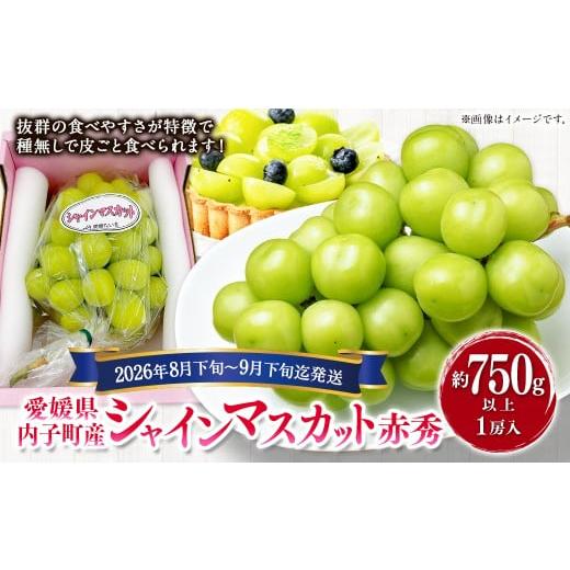 ふるさと納税 ぶどう マスカット 愛媛県 - 内子町産 シャインマスカット 赤秀 1房入 約750g以上 2026年8月下旬〜9月下旬迄発送予定 えひめの町(超)推し (内…