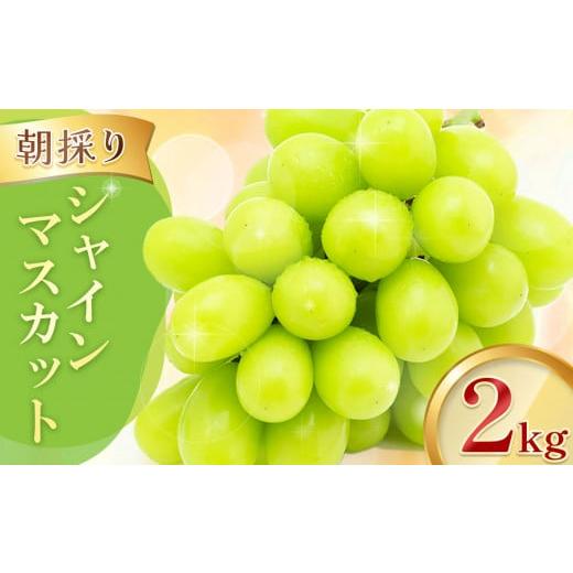 ふるさと納税 長野県 千曲市 [2024年先行予約]千曲市産 朝採り! シャインマスカット 2kg | 千曲市産 朝採り シャインマスカット 2kg フルーツ くだもの 信…