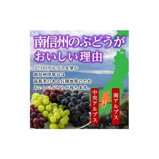ふるさと納税 ぶどう マスカット 長野県 高森町  氷温貯蔵 長野県産・シャインマスカット（約2kg）秀品 2026年11月中旬から発送 信州 南信州 高森町 産地直送 …の画像