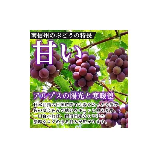 ふるさと納税 ぶどう マスカット 長野県 高森町  氷温貯蔵 長野県産・シャインマスカット（約2kg）秀品 2026年11月中旬から発送 信州 南信州 高森町 産地直送 …の画像