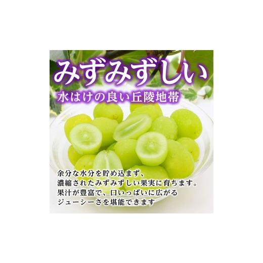 ふるさと納税 ぶどう マスカット 長野県 高森町  氷温貯蔵 長野県産・シャインマスカット（約2kg）秀品 2026年11月中旬から発送 信州 南信州 高森町 産地直送 …の画像