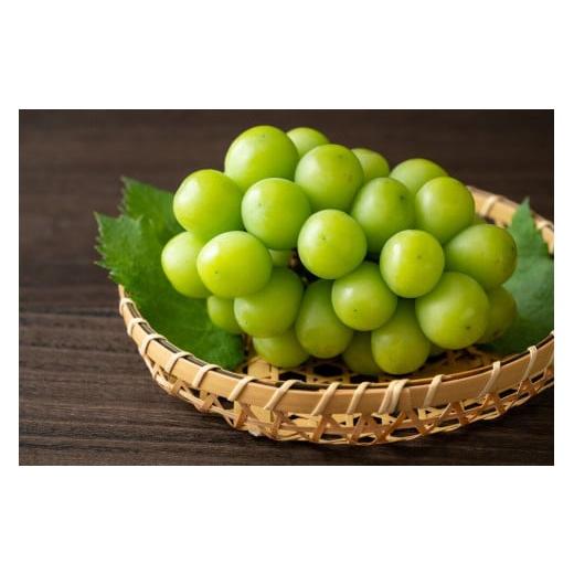 ふるさと納税 ぶどう マスカット 岡山県 岡山市 ぶどう マスカット 家庭用 大粒 2026年 9月以降発送 シャインマスカット 1房 岡山古来のシャインの木より完熟…