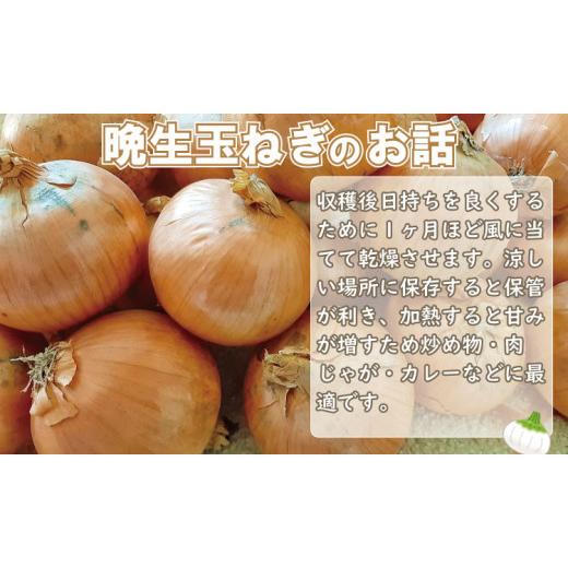 ふるさと納税 野菜類 玉ねぎ 佐賀県 小城市  先行予約受付中 タマネギ（晩生玉ねぎ）なかはら農園 （10kg）サイズ2L〜Mサイズ （たまねぎ、玉葱） タマネギ（…の画像