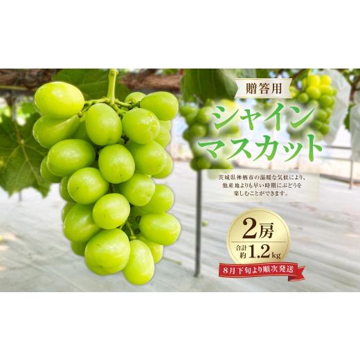 ふるさと納税 ぶどう マスカット 茨城県 神栖市 贈答用 シャインマスカット 2房 合計約1.2kg ぶどう 葡萄 フルーツ 果物 くだもの 2026年8月下旬〜2026年9月上…