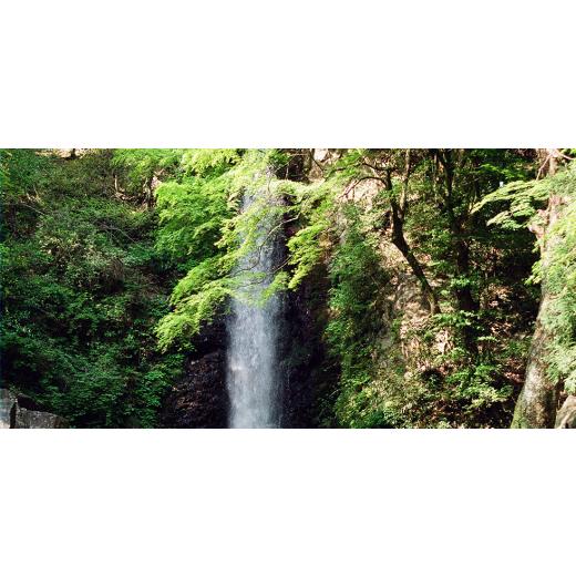 ふるさと納税 加工品等 はちみつ 岐阜県 養老町 岐阜県産 やさしいはちみつ800g袋入り×2ヶ 1501899の画像
