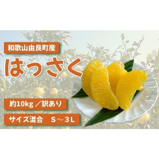 ふるさと納税 みかん・柑橘類 和歌山県 高野町 和歌山由良町産さつきはっさく 約10kg [訳あり ご家庭用 赤秀・青秀]サイズ混合 [SL42]