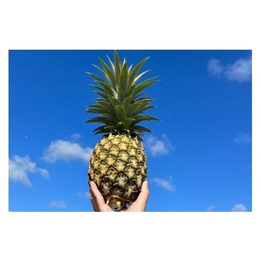 ふるさと納税 果物類 沖縄県 宮古島市 [先行予約2026年発送]宮古島産ピーチパイン2〜3玉(2kg相当) KONAパイン |無農薬 ピーチパイン フルーツ パイナ…