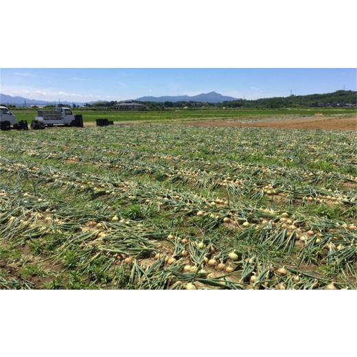 ふるさと納税 野菜類 玉ねぎ 新潟県 柏崎市  先行予約・6月発送予定 たまねぎ サイズ不揃い 10kg（約50〜55個入） 数量・期間限定 新潟県産 訳あり 玉ねぎ Y00…の画像