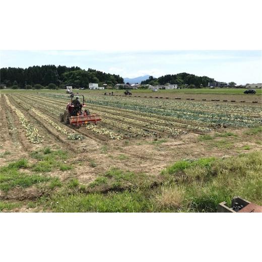 ふるさと納税 野菜類 玉ねぎ 新潟県 柏崎市  先行予約・6月発送予定 たまねぎ サイズ不揃い 10kg（約50〜55個入） 数量・期間限定 新潟県産 訳あり 玉ねぎ Y00…の画像