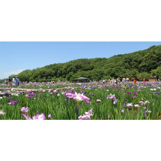 ふるさと納税 雑貨・日用品 東京都 東村山市  本革 ほぼ日手帳カバー(A6／オリジナル対応)／タバコ(茶) 1500236の画像