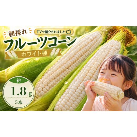 ふるさと納税 とうもろこし 高知県 南国市 南国フルーツコーン ホワイト種(雪の妖精 他品種あり) 5本(約1.8kg) | とうもろこし トウモロコシ コーン スイート…