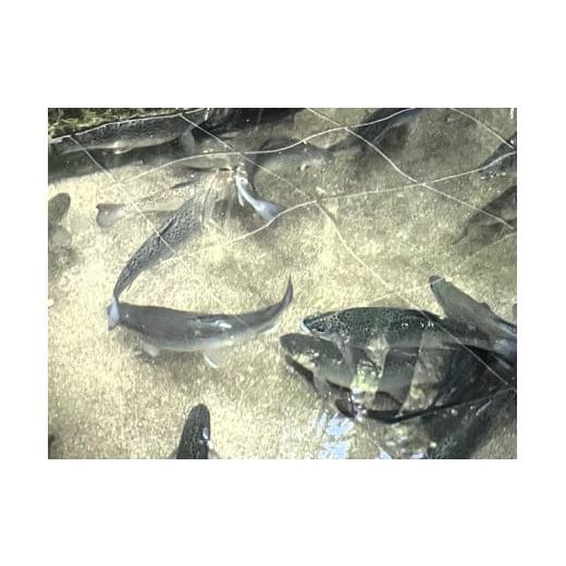 さかな コレクション ふるさと納税 魚貝類 サーモン 長野県 天龍村 超希少