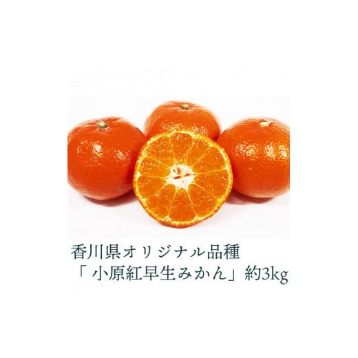ふるさと納税 果物類 みかん 香川県 三豊市 ふるさと納税 配送不可地域:北海道・沖縄県・離島 香川県オリジナル品種 小原紅早生みかん