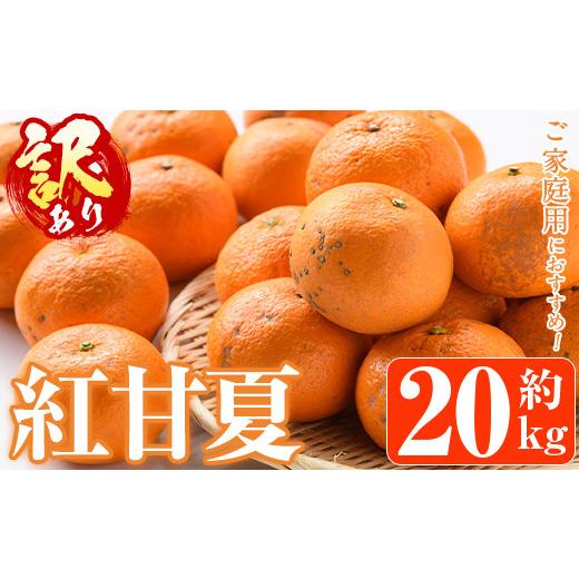 ふるさと納税 みかん・柑橘類 鹿児島県 阿久根市 先行予約受付中 2027年1月中旬以降順次発送予定 訳あり紅甘夏(約20kg) 国産 鹿児島県 阿久根市 果実 果物 フ…