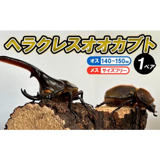ふるさと納税 生き物 山形県 山形市 ヘラクレスオオカブト オス(140 